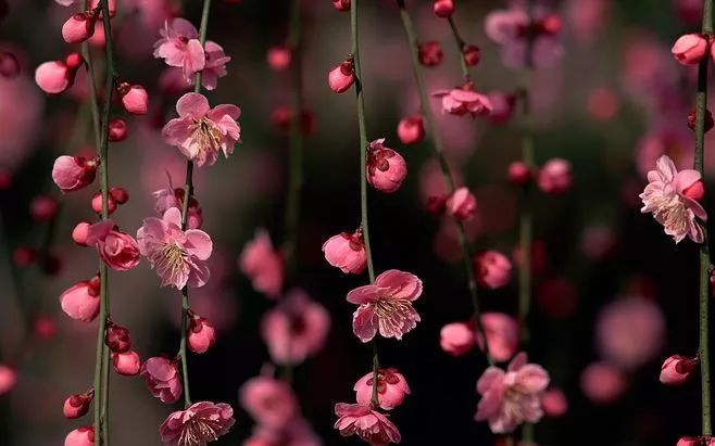 容易犯桃花的风水.jpg