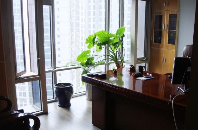 办公室风水植物