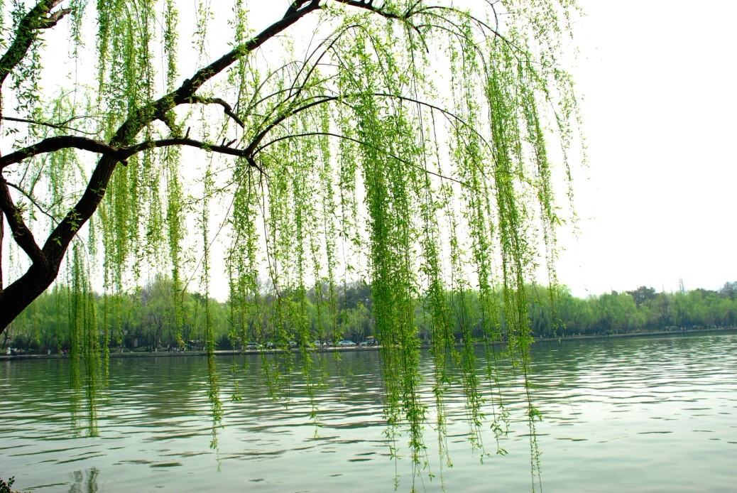 杨柳木命