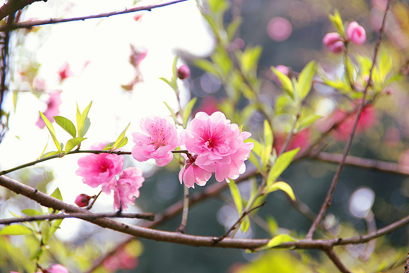 改善桃花运程