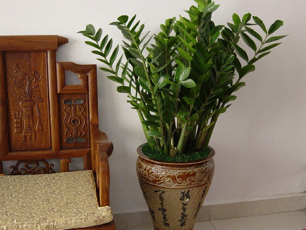 家里客厅摆什么绿植合适