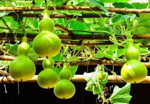 民间六种可以驱邪的植物，可以驱邪避灾