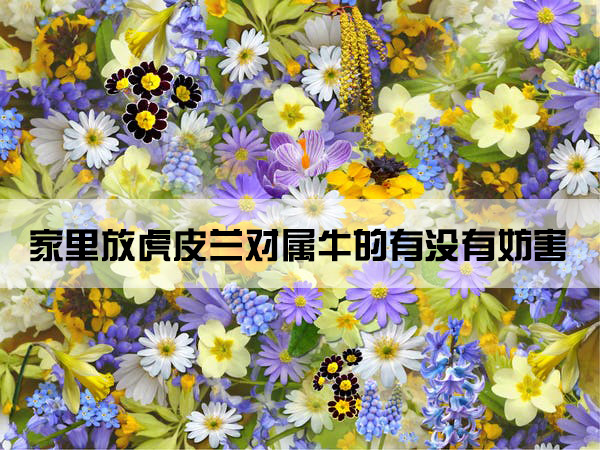 spring-flowers-flowers-collage-floral-68507.jpg