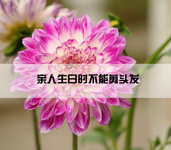 dahlia-flower-plant-nature-158302.jpg