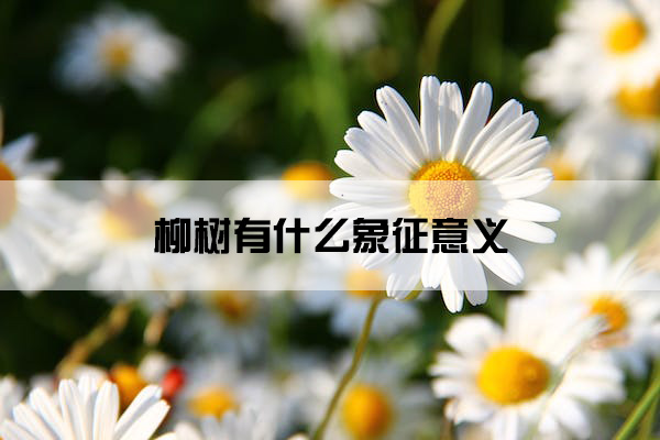 daisies-white-flower-face-59984.jpg