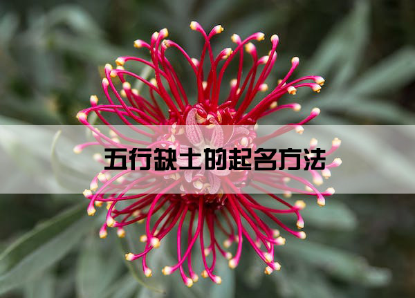 1673842822301086.jpg grevillea-flower-australian-native.jpg