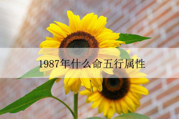 sunflower-flowers-bright-yellow-46216 拷贝.jpg