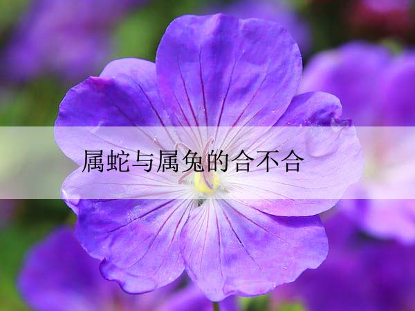 cranesbill-flower-blossom-blue-plant-53158 拷贝.jpeg