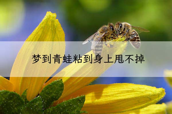 bee-honey-bee-apis-insect-144252 拷贝.jpeg