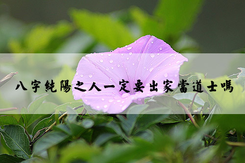 flower-morning-glory-floral-plant-66288.jpg