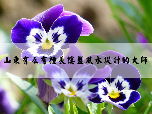 garden_violet_blooms_profusely_0.jpg