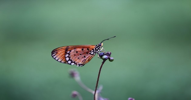 风水大师秦阳明