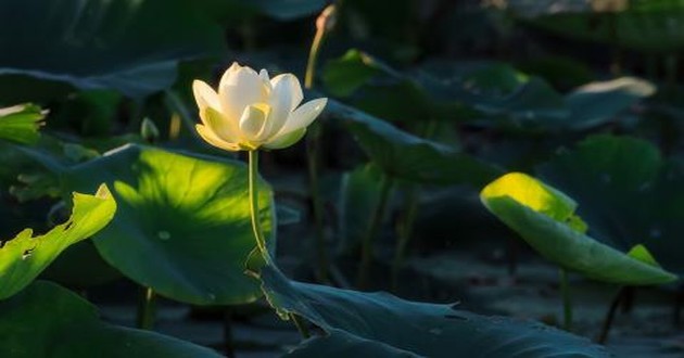 重庆风水大师