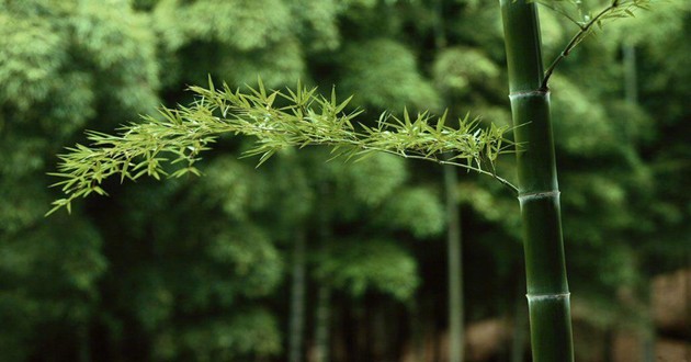 上海风水大师