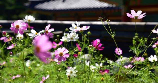 风水大师秦阳明