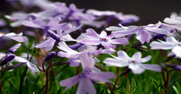 风水大师秦阳明