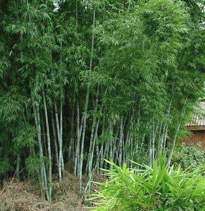 坟头上长竹子能不能砍?坟头风水有哪些注意事项