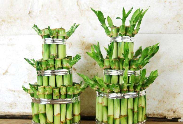 风水大师教你家居风水植物选择
