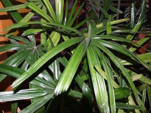 中国风水大师教你家居风水植物选择