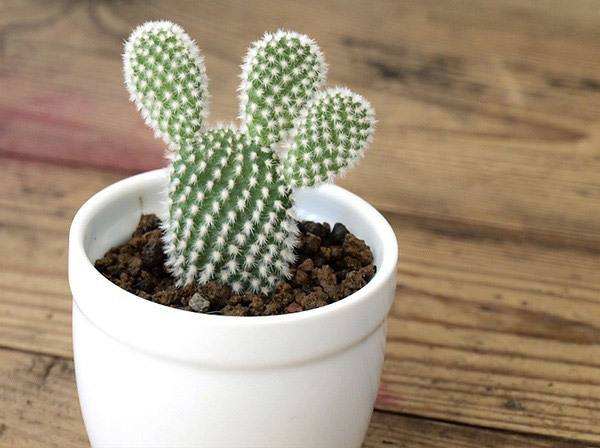 家居风水禁忌摆件之仙人掌仙人球