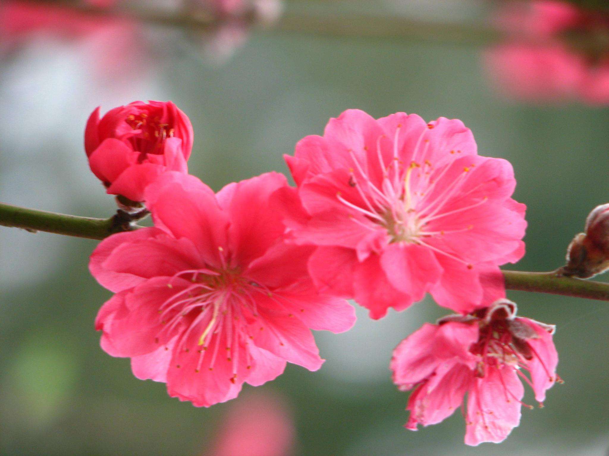 风水大师介绍引桃花运的家居风水