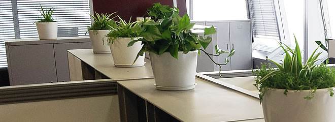 办公室风水植物的选择摆放