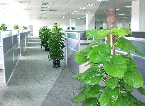 办公室风水之大叶植物摆放