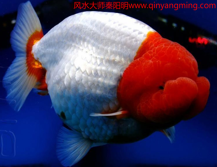 家居养鱼风水注意事项