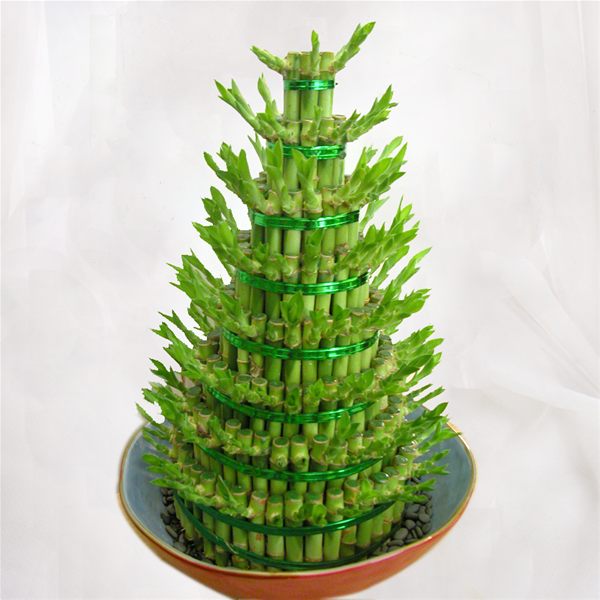 富贵竹要怎么摆放？