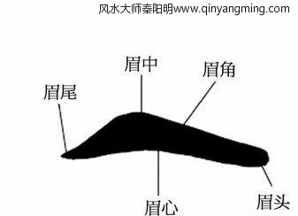 面向中眉毛的示意图