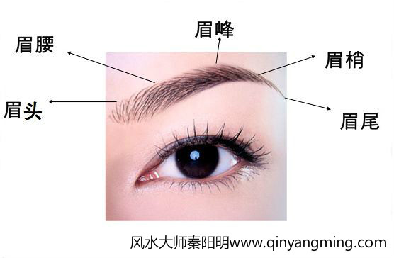 眉毛的示意图