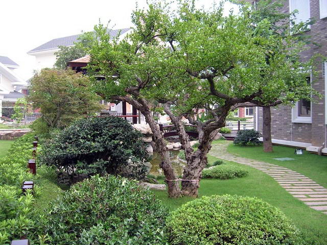 绿化情况