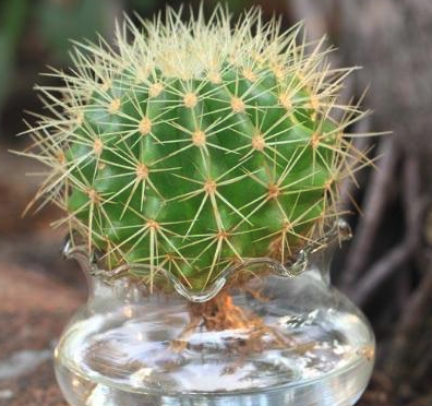 仙人掌化解桃花劫