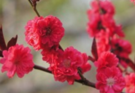 化解烂桃花物品