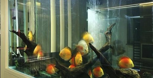 办公室养鱼风水