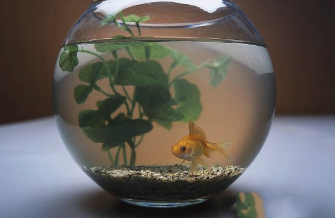 办公室养鱼风水