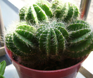 仙人掌办公室旺事业