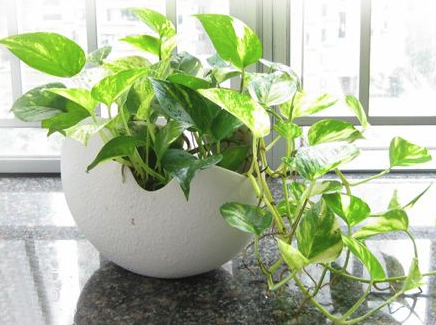 水生植物办公室旺事业