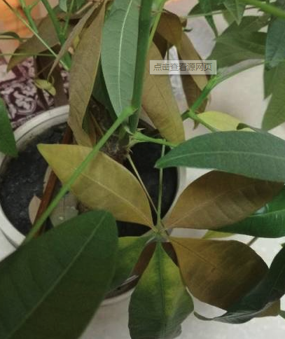 花草枯黄影响家居风水健康