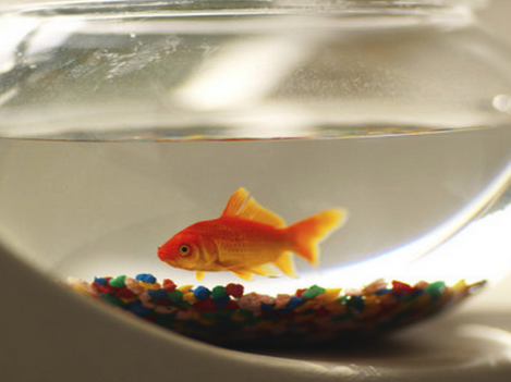 住宅风水化煞之鱼缸