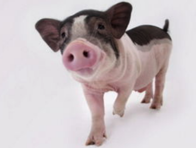 属猪人2020年每月运势
