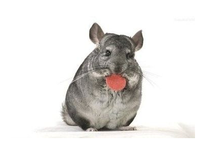 属鼠人2020年本命年犯太岁开运