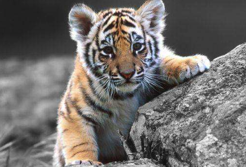 属虎人几月份出生好