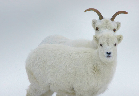 什么月份出生的属羊人最好