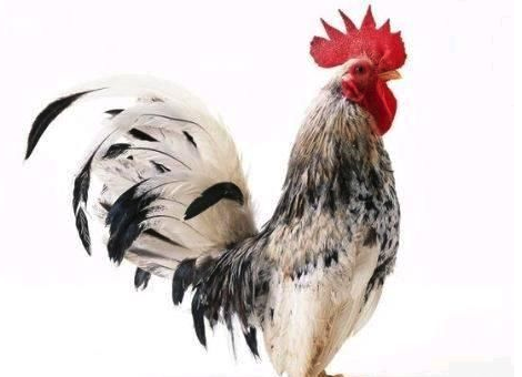 几月出生的属鸡人命最好