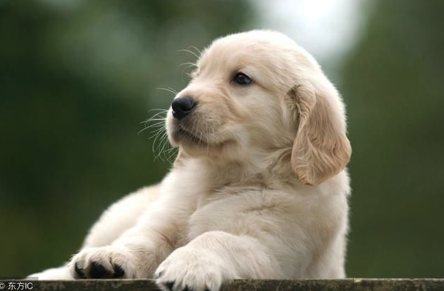 属狗人出生在几月最好