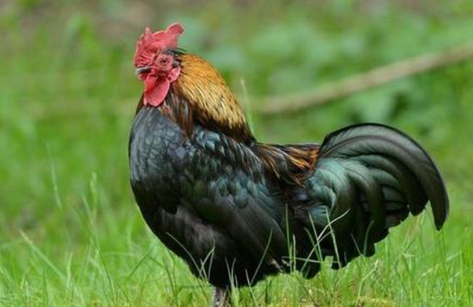 属鸡人2020年健康运势