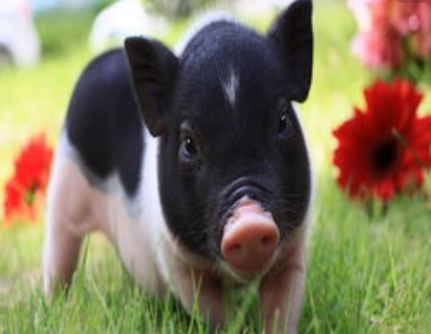 属猪人2020年健康运势