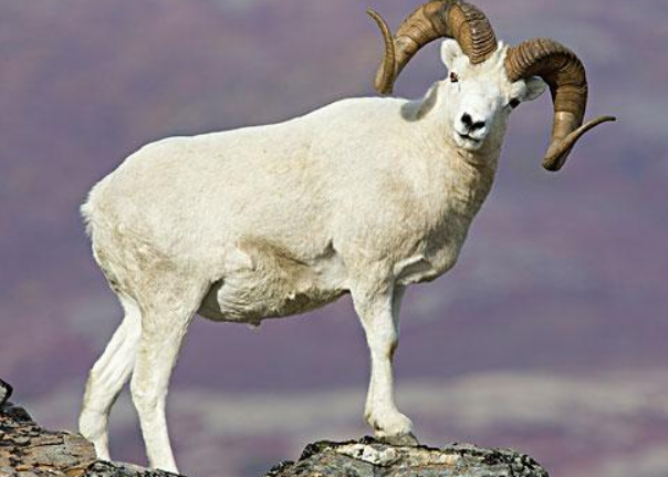 属羊人属相生肖配对最合生肖