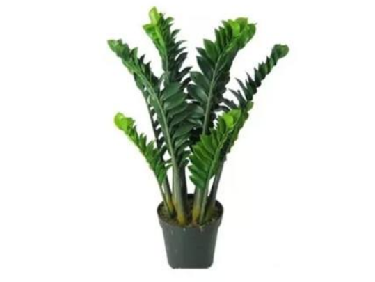 财位绿植宜摆放什么